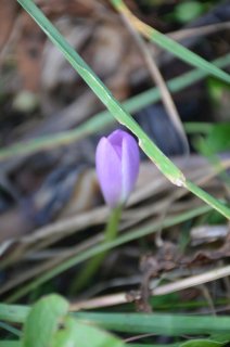 Colchicum. Безвременник распускается.