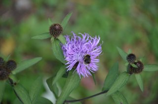 Centaurea Jacea. Пчела на цветке василька лугового.