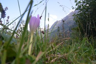 Colchicum. Безвременник на фоне гор.