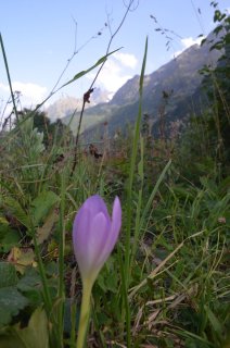 Colchicum. Безвременник и горы.