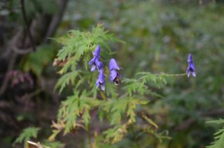 Aconitum. Аконит.