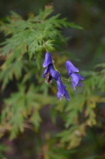 Aconitum. Пчела опыляет аконит.