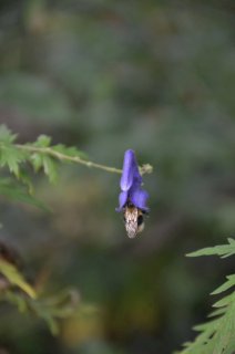 Aconitum. Пчела в цветке аконита.