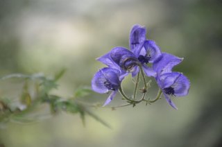 Aconitum. Цветок аконита.