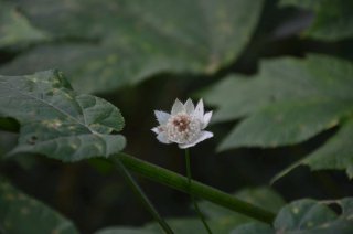 Astrantia major. Большая Звездовка.