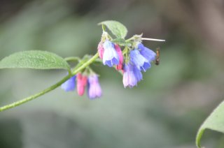Symphytum. Окопник.