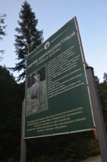Стенд о рябчике широколистном в Тебердинском заповеднике.