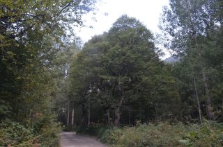 Дерево у дороги.