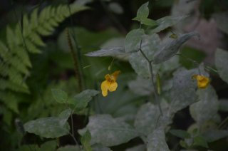 Impatiens noli-tangere. Недотрога(Бальзамин).