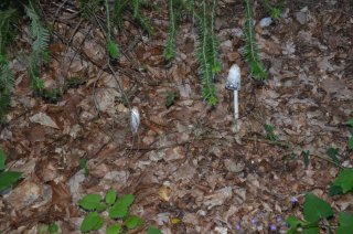 Coprinus. Навозник.