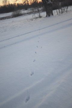 Заячьи следы.