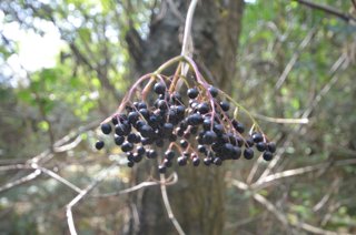 Ягоды бузины. Sambucus nigra.