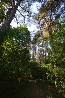 Тропа в зарослях парка.