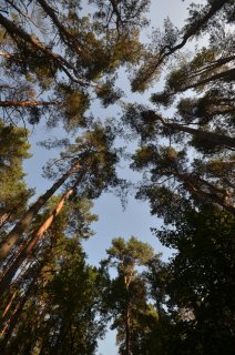 Небо сквозь сосны.