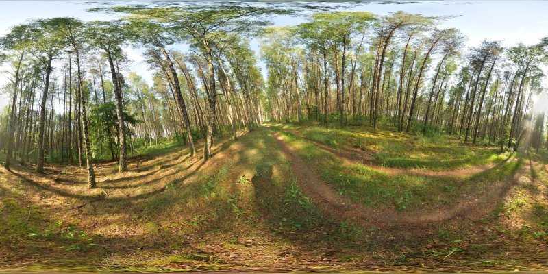 Сферическая панорама дороги в соснах.