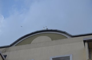 Чайки на доме.