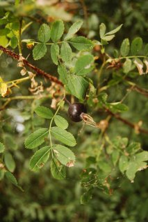 Rosa spinosissima. Чёрный шиповник.